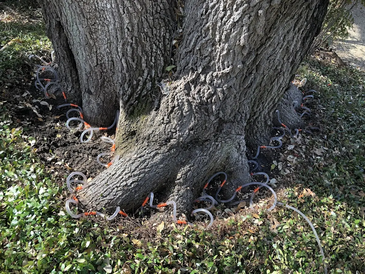 Detailed Tree Cabling and Bracing job site in Herreid