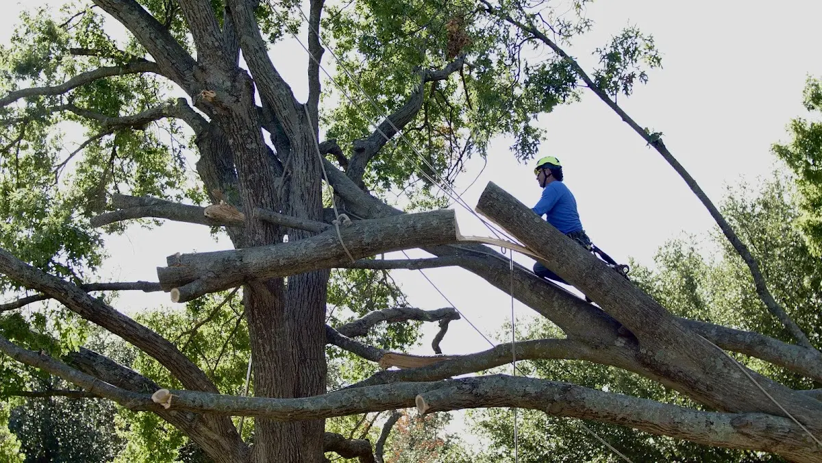 Professional Crown Thinning performed by certified arborists in Herreid