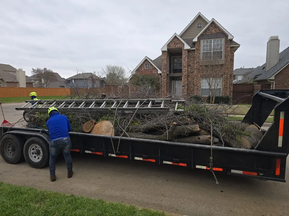 Expert Tree Removal with proper safety equipment in Herreid